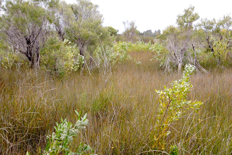 Lokation: Australien | Western Australia | Yanchep | Yanchep Kategorien: Datum: 22.10.2008