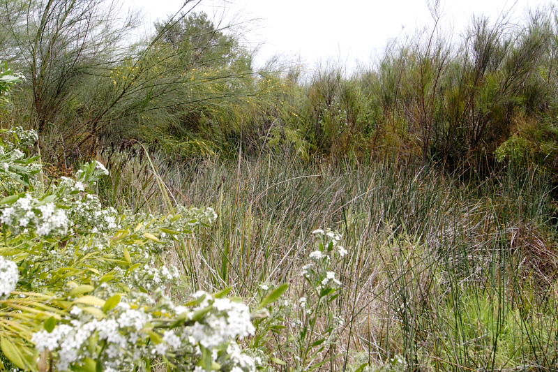 Lokation: Australien | Western Australia | Yanchep | Yanchep Kategorien: Datum: 22.10.2008