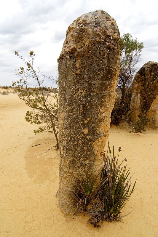 Pinnacles, Lokation: Australien | Western Australia | Cervantes | Cervantes Kategorien: Datum: 22.10.2008