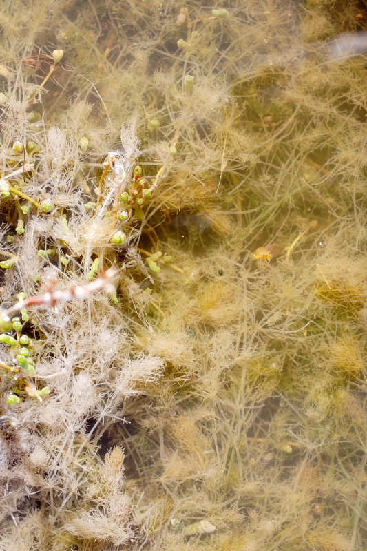 Lokation: Australien | Rottnest Island Kategorien: Datum: 25.10.2008