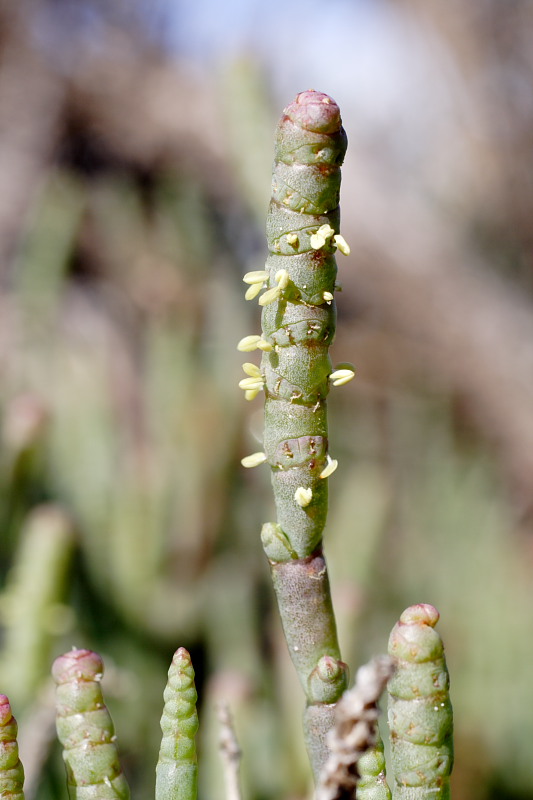 Lokation: Australien | Rottnest Island Kategorien: Datum: 25.10.2008