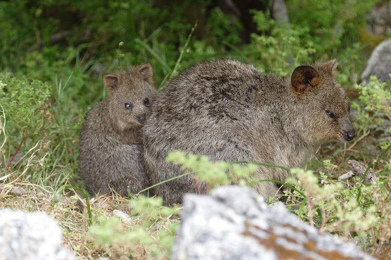 Lokation: Australien | Rottnest Island Kategorien: Datum: 25.10.2008
