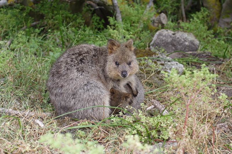 Lokation: Australien | Rottnest Island Kategorien: Datum: 25.10.2008