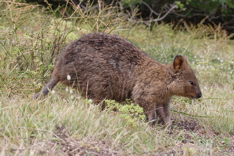 Lokation: Australien | Rottnest Island Kategorien: Datum: 25.10.2008