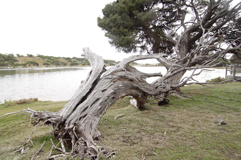 Lokation: Australien | Rottnest Island Kategorien: Datum: 25.10.2008