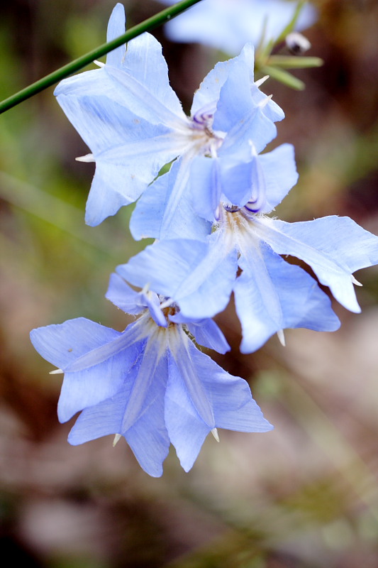 Lechenaultia biloba, Lokation: Australien | Western Australia | Karragullen | Smailes Mill Kategorien: Familie: Goodeniaceae (Goodeniengewächse), Datum: 26.10.2008