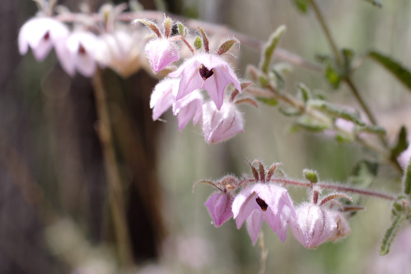 Thomasia spec., Lokation: Australien | Western Australia | Brookton | Brookton Kategorien: Familie: Malvaceae (Malvengewächse ), Datum: 26.10.2008