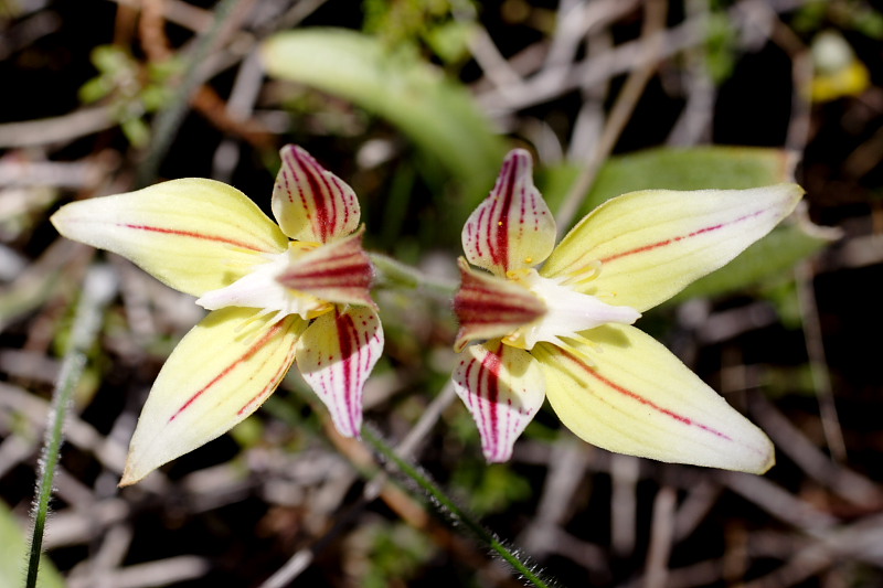 Caladenia flava, Lokation: Australien | Western Australia | Brookton | Brookton Kategorien: Familie: Orchidaceae (Orchideen ), Datum: 26.10.2008