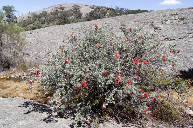 Kunzea pulchella, Lokation: Australien | Western Australia | Brookton | Brookton Kategorien: Familie: Myrtaceae (Myrtengewächse ), Datum: 26.10.2008