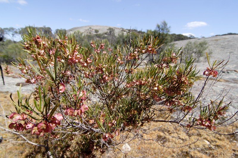 Dodonaea viscosa, Lokation: Australien | Western Australia | Brookton | Brookton Kategorien: Familie: Sapindaceae (Seifenbaumgewächse ), Datum: 26.10.2008