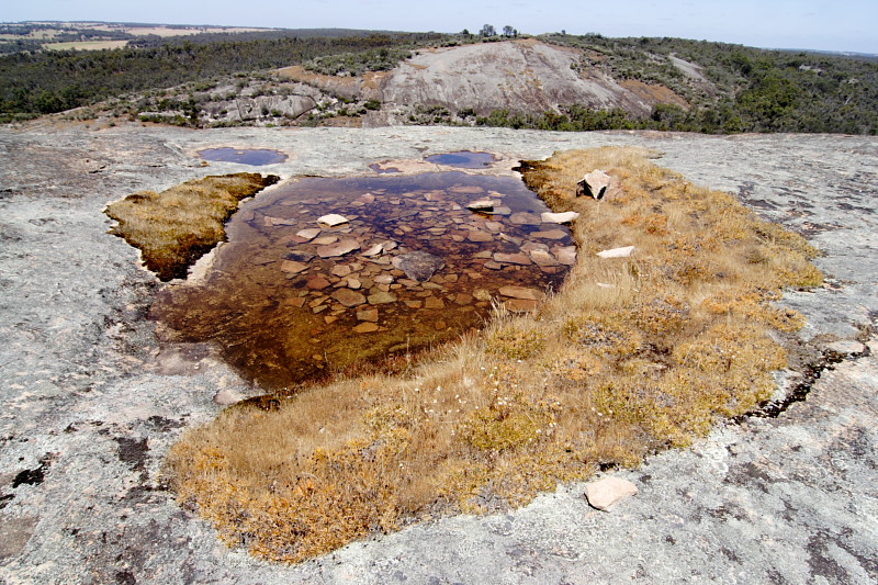 Borya spec., Lokation: Australien | Western Australia | Brookton | Brookton Kategorien: Familie: Boryaceae (Boryaceen), Datum: 26.10.2008