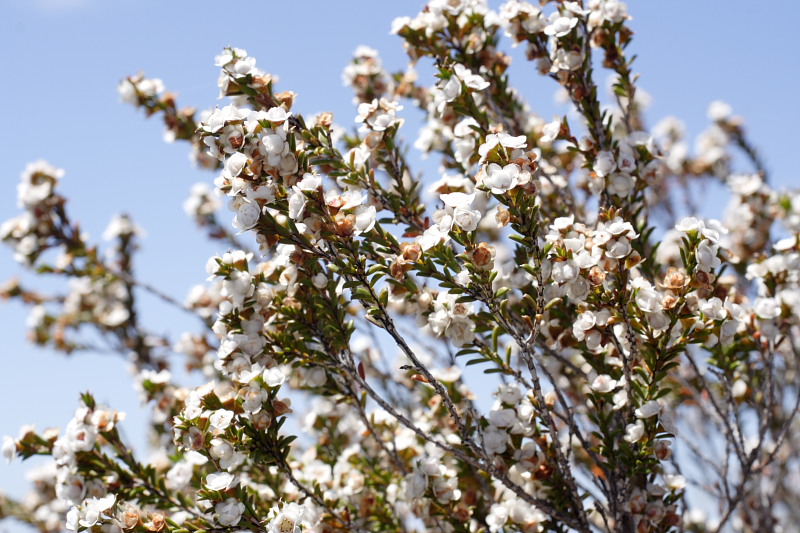 Myrtaceae, Lokation: Australien | Western Australia | Brookton | Brookton Kategorien: Familie: Myrtaceae (Myrtengewächse ), Datum: 26.10.2008