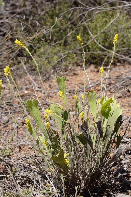 Synaphea spec., Lokation: Australien | Western Australia | Brookton | Brookton Kategorien: Familie: Proteaceae (Proteusgewächse ), Datum: 26.10.2008