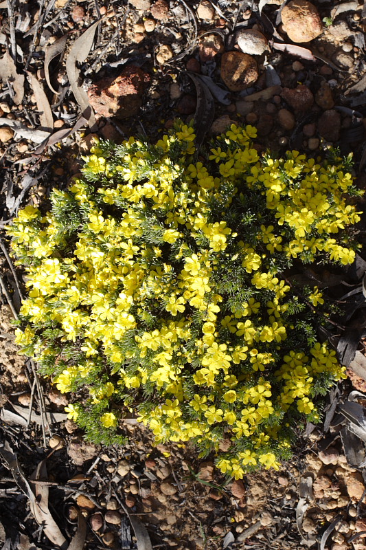 Hibbertia hibbertioides ssp. penduculata, Lokation: Australien | Western Australia | Dryandra | Dryandra Kategorien: Familie: Dilleniaceae (Rosenapfelgewächse), Datum: 26.10.2008