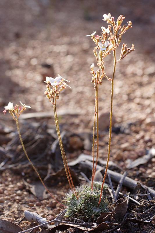 Stylidium spec., Lokation: Australien | Western Australia | Dryandra | Dryandra Kategorien: Familie: Stylidiaceae (Säulenblumengewächse), Datum: 26.10.2008