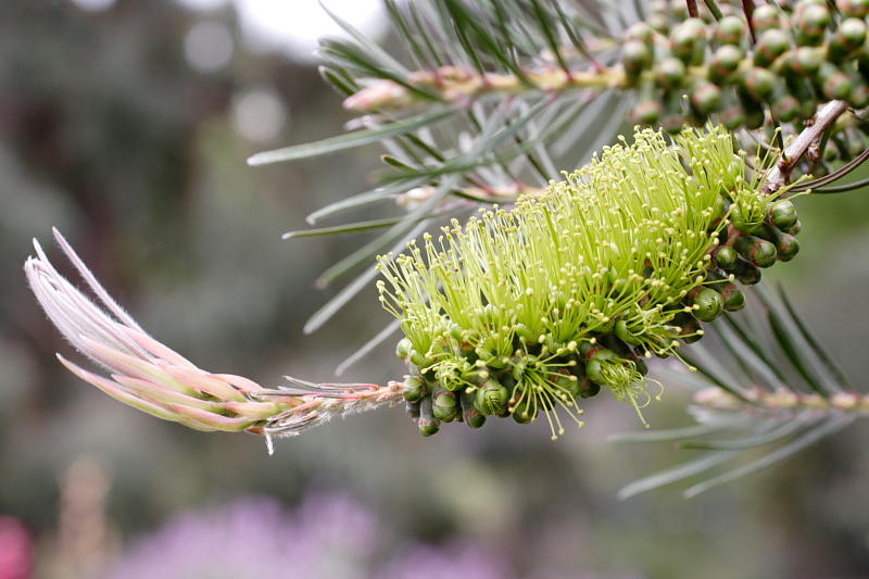 Lokation: Australien | Western Australia | Mount Barker | Mount Barker Kategorien: Datum: 27.10.2008