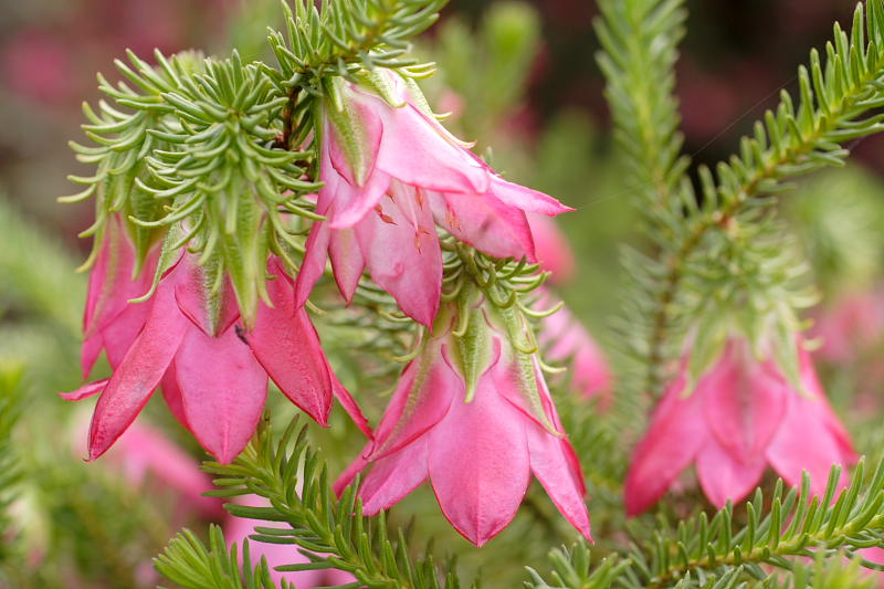 Darwinea oxylepis, Lokation: Australien | Western Australia | Mount Barker | Mount Barker Kategorien: Familie: Myrtaceae (Myrtengewächse ), Datum: 27.10.2008