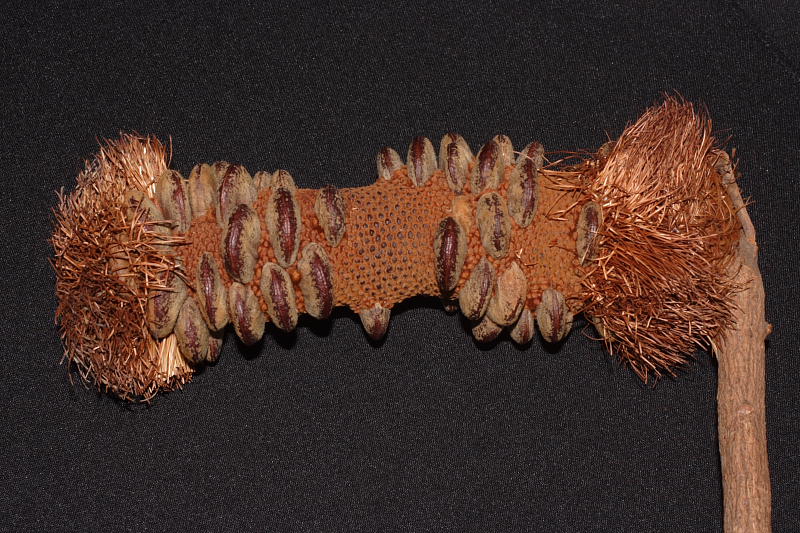 Banksia media, Lokation: Australien | Western Australia | Mount Barker | Mount Barker Kategorien: Familie: Proteaceae (Proteusgewächse ), Datum: 27.10.2008