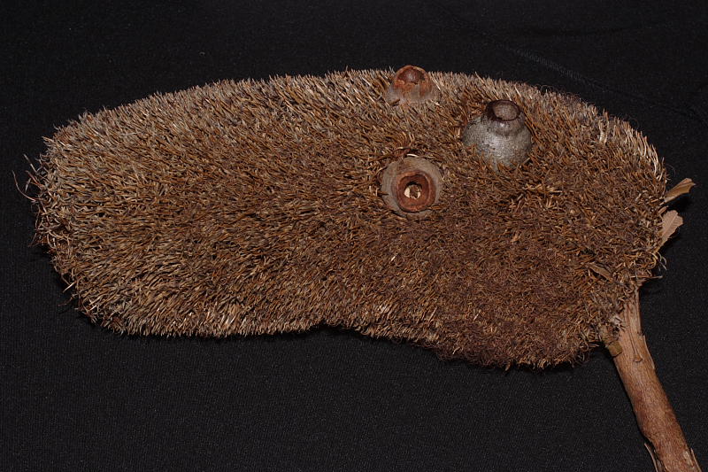 Banksia media, Lokation: Australien | Western Australia | Mount Barker | Mount Barker Kategorien: Familie: Proteaceae (Proteusgewächse ), Datum: 27.10.2008