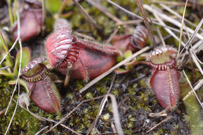 Cephalotus follicularis, Lokation: Australien | Western Australia | Emu Point | Emu Point Kategorien: Familie: Cephalotaceae (Cephalotusgewächse), Datum: 27.10.2008