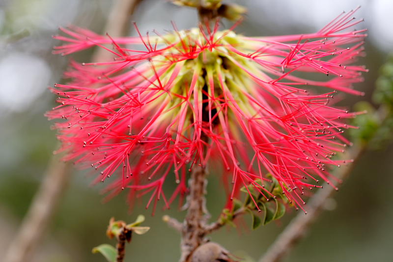 Beaufortia decussata, Lokation: Australien | Western Australia | Emu Point | Emu Point Kategorien: Familie: Myrtaceae (Myrtengewächse ), Datum: 27.10.2008