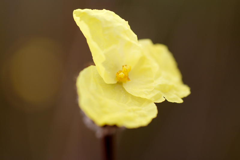 Xyris spec., Lokation: Australien | Western Australia | Emu Point | Emu Point Kategorien: Familie: Xyridaceae (Xyridaceen), Datum: 27.10.2008