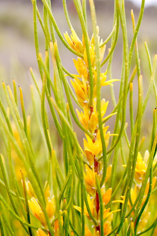 Acidonia microcarpa, Lokation: Australien | Western Australia | Emu Point | Emu Point Kategorien: Familie: Proteaceae (Proteusgewächse ), Datum: 27.10.2008