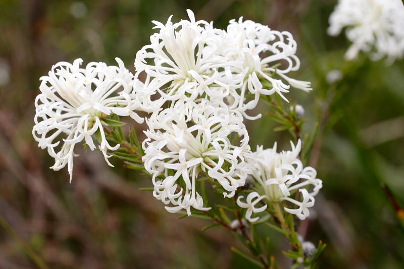 Pimelea spec., Lokation: Australien | Western Australia | Emu Point | Emu Point Kategorien: Familie: Thymelaeaceae (Seidelbastgewächse ), Datum: 27.10.2008