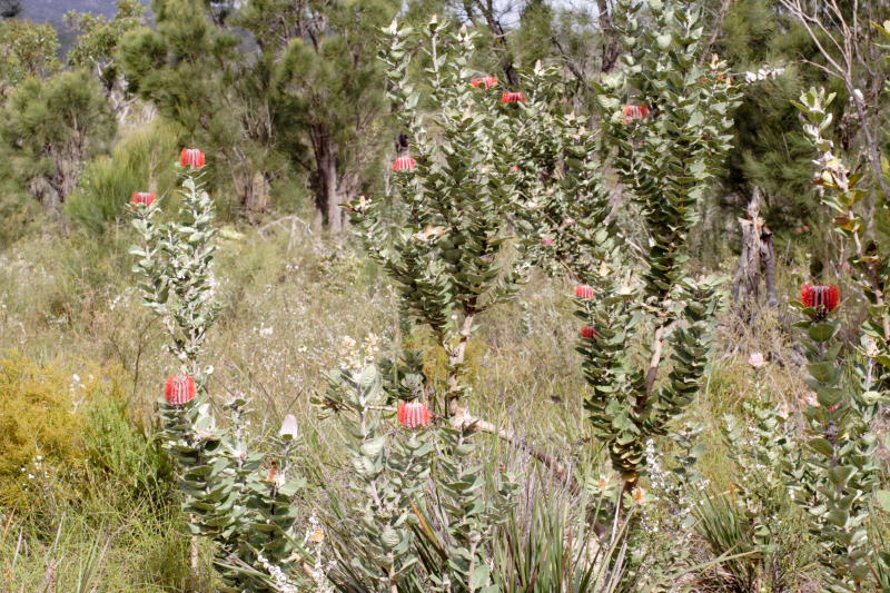Banksia coccinea, Lokation: Australien | Western Australia | Emu Point | Emu Point Kategorien: Familie: Proteaceae (Proteusgewächse ), Datum: 27.10.2008