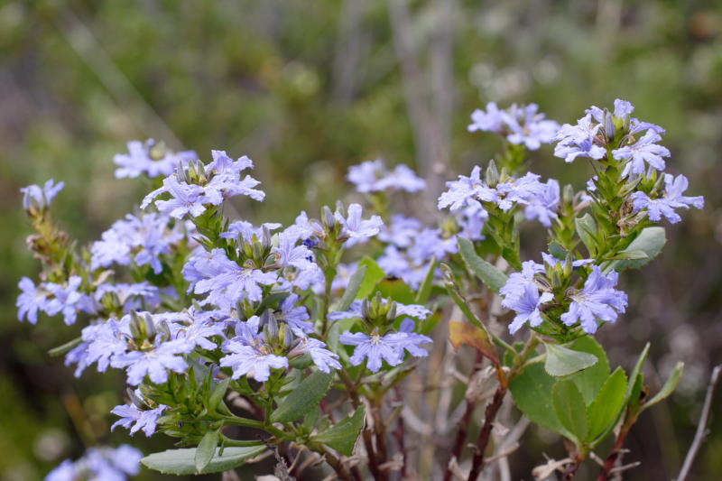 Scaevola spec., Lokation: Australien | Western Australia | Emu Point | Emu Point Kategorien: Familie: Goodeniaceae (Goodeniengewächse), Datum: 27.10.2008