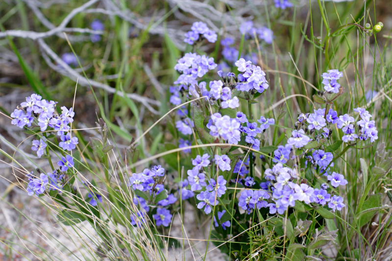 Dampiera triquetra, Lokation: Australien | Western Australia | Emu Point | Emu Point Kategorien: Familie: Goodeniaceae (Goodeniengewächse), Datum: 27.10.2008