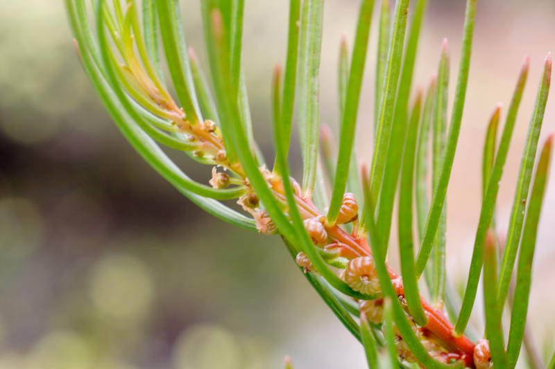 Gyrostemon sheathii, Lokation: Australien | Western Australia | Emu Point | Emu Point Kategorien: Familie: Gyrostemonaceae (Gyrostemonaceen), Datum: 27.10.2008