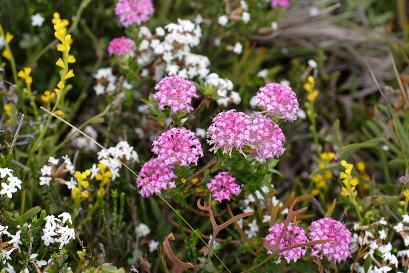 Heathland: Lysinema pentapetalum (white), Synaphea spec. (yellow), Pimelea rosea, Lokation: Australien | Western Australia | Emu Point | Emu Point Kategorien: Familie: Proteaceae (Proteusgewächse ), Familie: Thymelaeaceae (Seidelbastgewächse ), Familie: Ericaceae (Heidekrautgewächse ), Datum: 27.10.2008