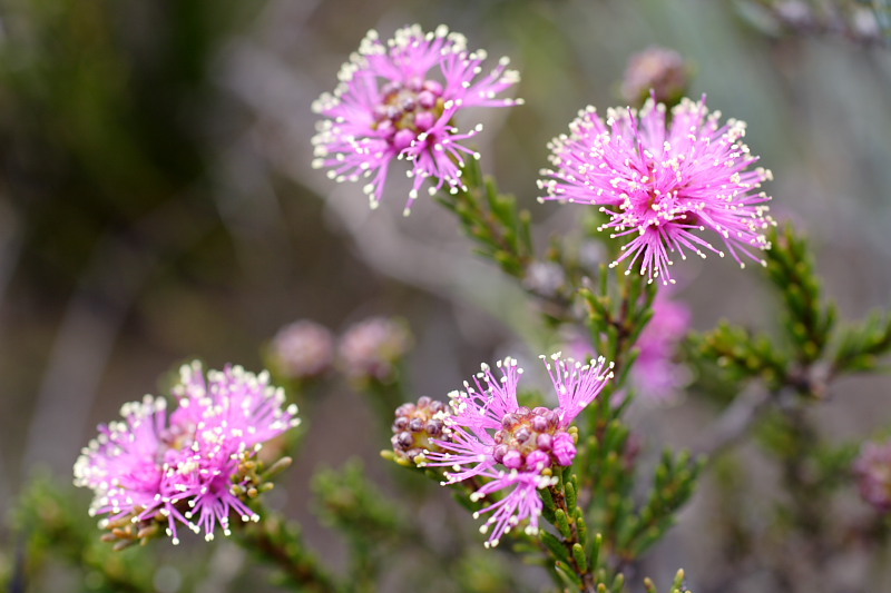 Melaleuca spec., Lokation: Australien | Western Australia | Woogenellup | Woogenellup Kategorien: Familie: Myrtaceae (Myrtengewächse ), Datum: 28.10.2008