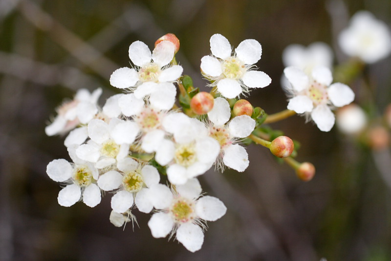 Verticordia picta, Lokation: Australien | Western Australia | Woogenellup | Woogenellup Kategorien: Familie: Myrtaceae (Myrtengewächse ), Datum: 28.10.2008