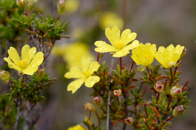 Hibbertia gracilipis, Lokation: Australien | Western Australia | Woogenellup | Woogenellup Kategorien: Familie: Dilleniaceae (Rosenapfelgewächse), Datum: 28.10.2008