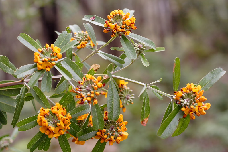 Gastrolobium bilobum, Lokation: Australien | Western Australia | Woogenellup | Woogenellup Kategorien: Familie: Fabaceae (Schmetterlingsblütler ), Datum: 28.10.2008