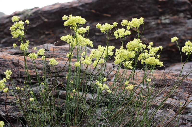 Glischrocaryon aureum, Lokation: Australien | Western Australia | Woogenellup | Woogenellup Kategorien: Familie: Haloragaceae (Tausendblattgewächse), Datum: 28.10.2008
