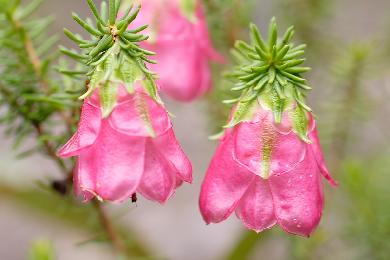 Darwinia leiostyla, Lokation: Australien | Western Australia | Woogenellup | Woogenellup Kategorien: Familie: Myrtaceae (Myrtengewächse ), Datum: 28.10.2008