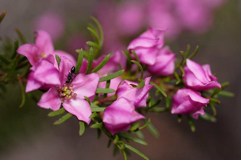 Boronia spec., Lokation: Australien | Western Australia | Woogenellup | Woogenellup Kategorien: Familie: Rutaceae (Rautengewächse ), Datum: 28.10.2008