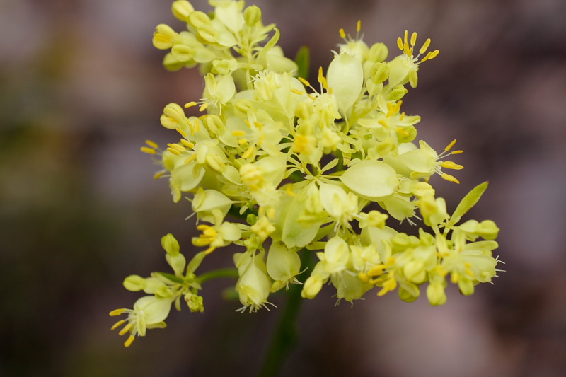 Glischrocaryon aureum, Lokation: Australien | Western Australia | Woogenellup | Woogenellup Kategorien: Familie: Haloragaceae (Tausendblattgewächse), Datum: 28.10.2008