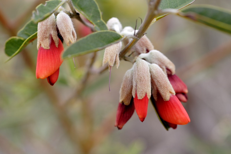 Nemcia leakeana, Lokation: Australien | Western Australia | Woogenellup | Woogenellup Kategorien: Familie: Fabaceae (Schmetterlingsblütler ), Datum: 28.10.2008