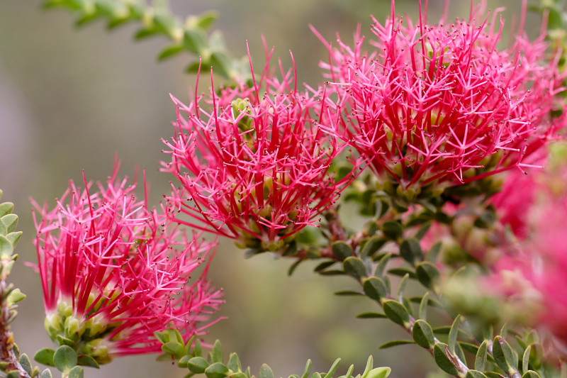 Lokation: Australien | Western Australia | Woogenellup | Woogenellup Kategorien: Datum: 28.10.2008