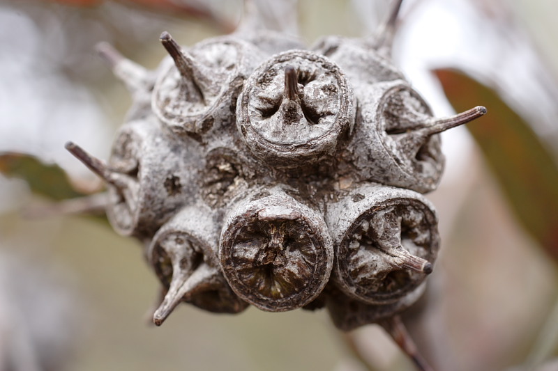 Eucalyptus spec., Lokation: Australien | Western Australia | Amelup | Borden Kategorien: Familie: Myrtaceae (Myrtengewächse ), Datum: 28.10.2008