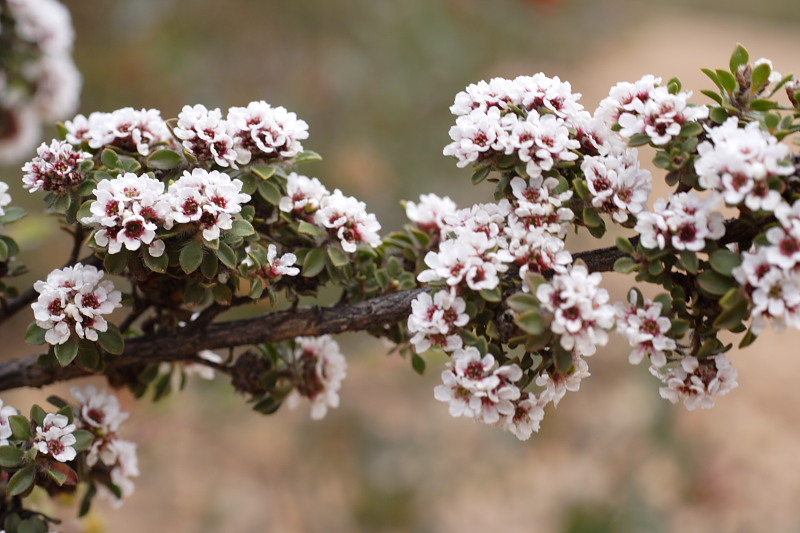 Taxandria spec., Lokation: Australien | Western Australia | Amelup | Borden Kategorien: Familie: Myrtaceae (Myrtengewächse ), Datum: 28.10.2008