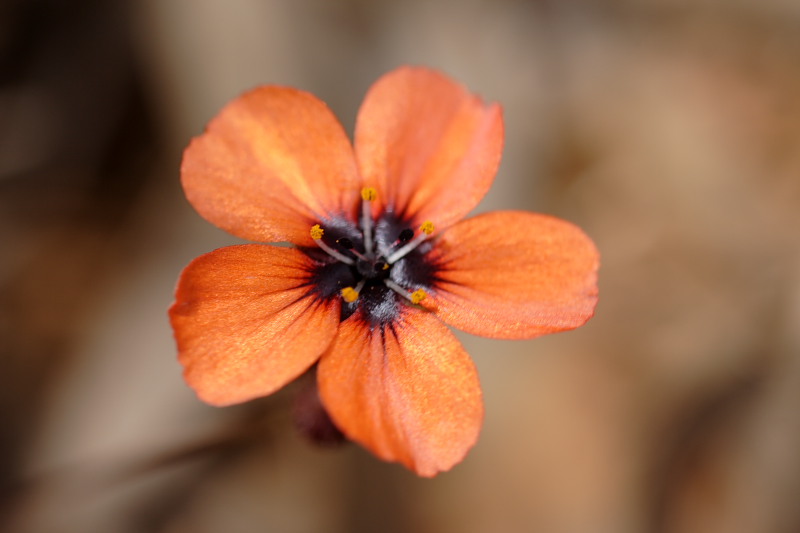 Drosera barbigera, Lokation: Australien | Western Australia | Amelup | Borden Kategorien: Familie: Droseraceae (Sonnentaugewächse ), Datum: 28.10.2008