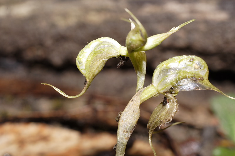 Pterostylis spec., Lokation: Australien | Western Australia | Woogenellup | Woogenellup Kategorien: Familie: Orchidaceae (Orchideen ), Datum: 28.10.2008