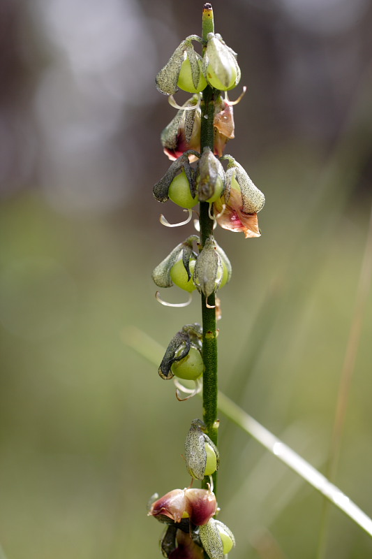 Sphaerolobium spec., Lokation: Australien | Western Australia | Denmark | Denmark Km Kategorien: Familie: Fabaceae (Schmetterlingsblütler ), Datum: 29.10.2008