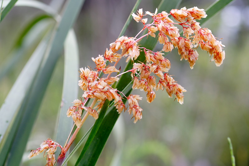 Lomandra spec., Lokation: Australien | Western Australia | Denmark | Denmark Km Kategorien: Familie: Asparagaceae (Spargelgewächse ), Datum: 29.10.2008