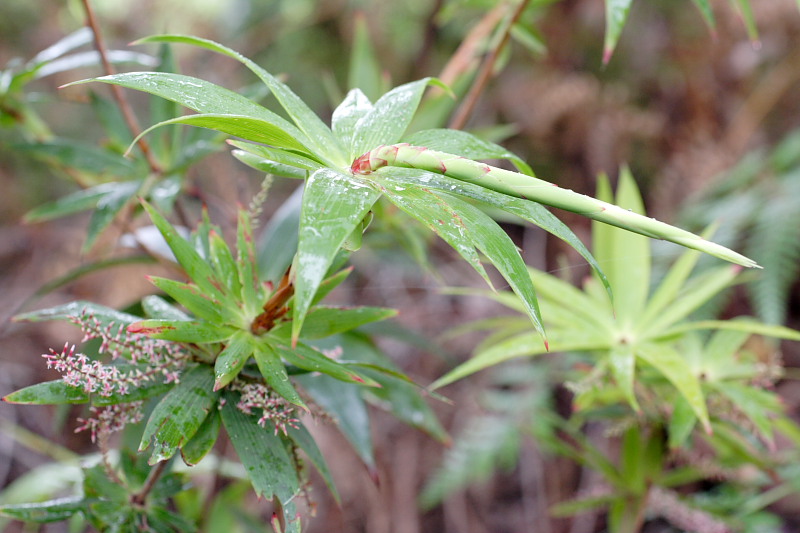 Leucopogon verticillatus, Lokation: Australien | Western Australia | Nornalup | Quarram Km Kategorien: Familie: Ericaceae (Heidekrautgewächse ), Datum: 29.10.2008